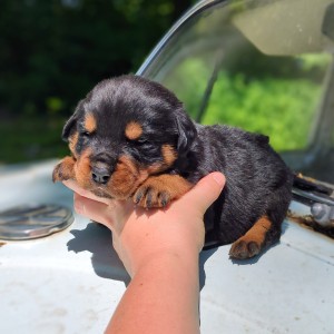 Rottweiler Puppy