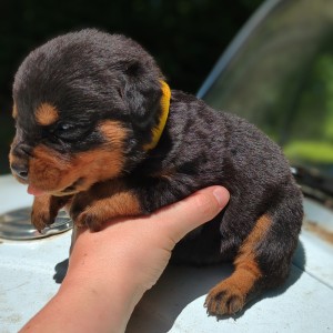<?php echo $breed; ?> Puppy