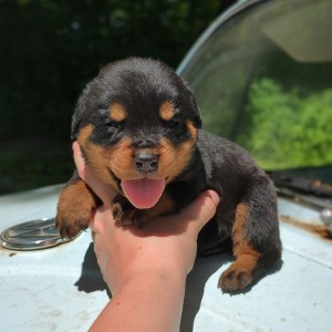 Rottweiler Puppy