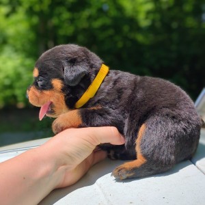 <?php echo $breed; ?> Puppy